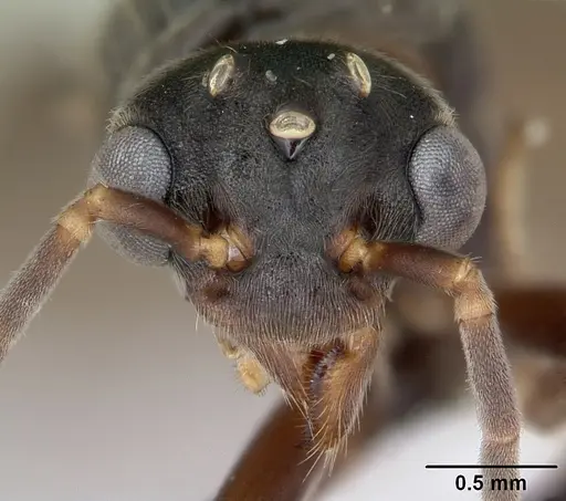 Dolichoderus bispinosus specimen CASENT0173834 image casent0173834_2