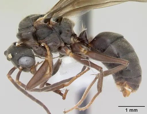 Dolichoderus bispinosus specimen CASENT0173834 image casent0173834_3