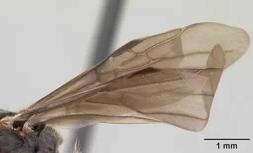 Dolichoderus bispinosus specimen CASENT0173834 image casent0173834_4