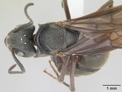 Dolichoderus bispinosus specimen CASENT0173835 image casent0173835_1