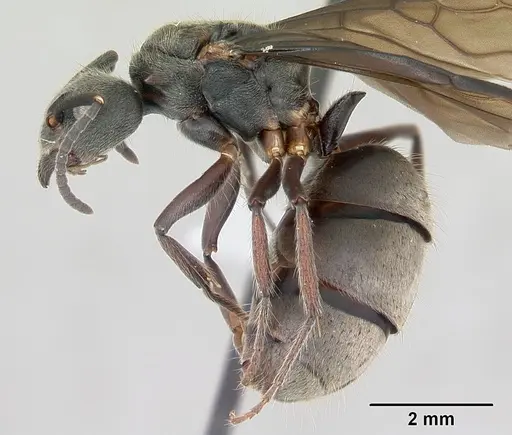 Dolichoderus bispinosus specimen CASENT0173835 image casent0173835_3
