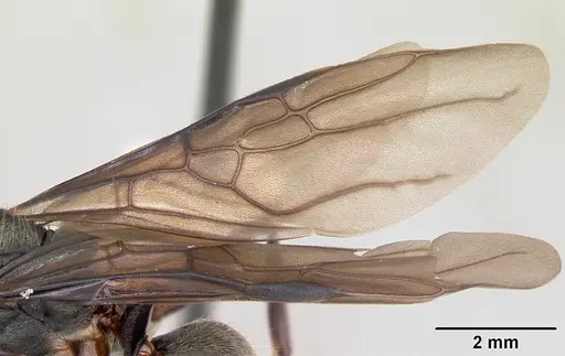 Dolichoderus bispinosus specimen CASENT0173835 image casent0173835_4