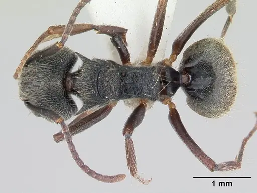 Dolichoderus bispinosus specimen CASENT0178724 image casent0178724_1