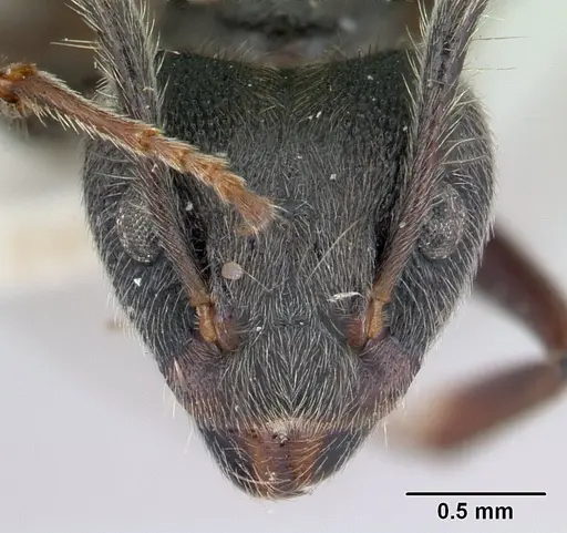 Dolichoderus bispinosus specimen CASENT0178724 image casent0178724_2