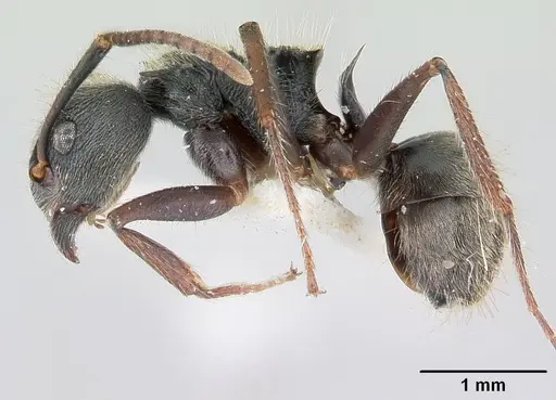 Dolichoderus bispinosus specimen CASENT0178724 image casent0178724_3