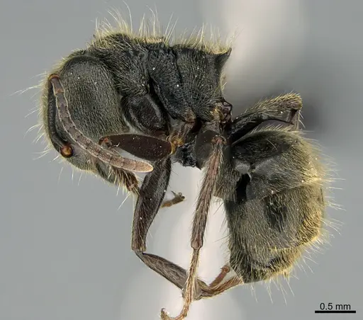 Dolichoderus bispinosus specimen CASENT0191025 image casent0191025_1