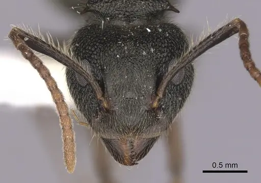 Dolichoderus bispinosus specimen CASENT0249647 image casent0249647_2