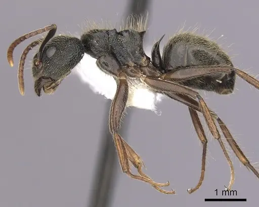 Dolichoderus bispinosus specimen CASENT0249647 image casent0249647_3