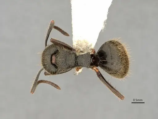 Dolichoderus bispinosus specimen CASENT0866515 image casent0866515_1