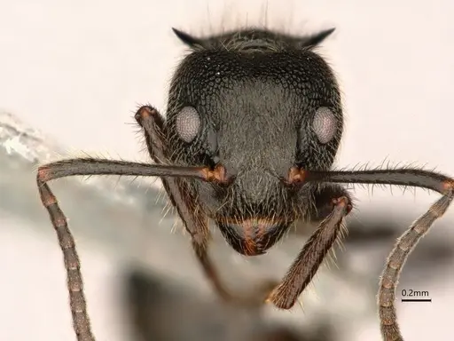 Dolichoderus bispinosus specimen CASENT0866515 image casent0866515_2