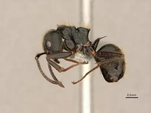 Dolichoderus bispinosus specimen CASENT0866515 image casent0866515_3