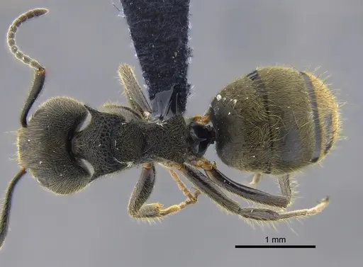 Dolichoderus bispinosus specimen CBUMAGENT41844 image cbumagent41844_1
