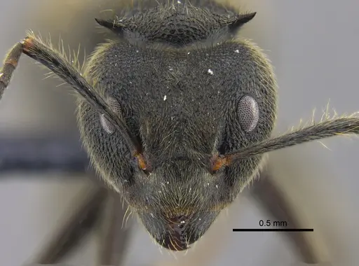 Dolichoderus bispinosus specimen CBUMAGENT41844 image cbumagent41844_2