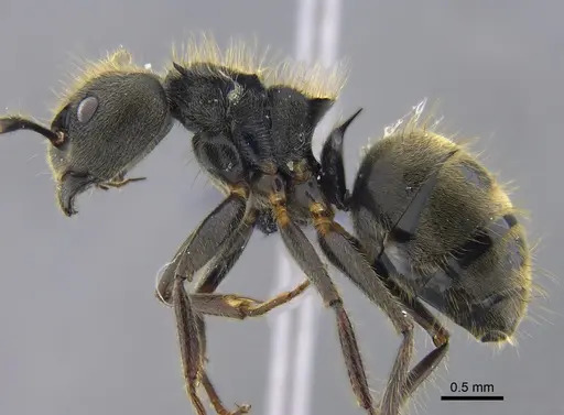 Dolichoderus bispinosus specimen CBUMAGENT41844 image cbumagent41844_3