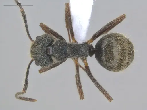 Dolichoderus bispinosus specimen ECOFOG-IT14-1004-20 image ecofog-it14-1004-20_1
