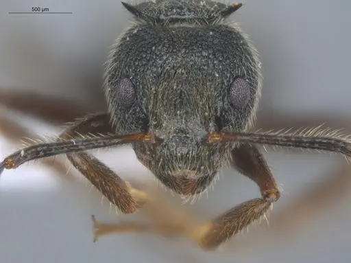 Dolichoderus bispinosus specimen ECOFOG-IT14-1004-20 image ecofog-it14-1004-20_2