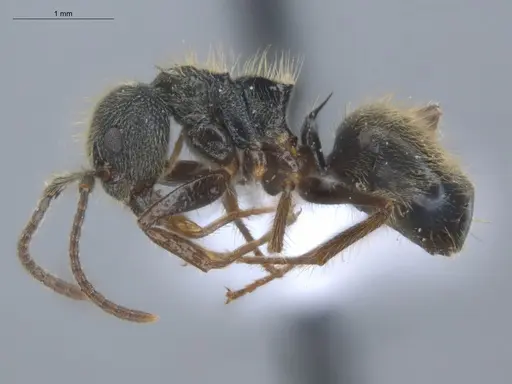 Dolichoderus bispinosus specimen ECOFOG-IT14-1004-20 image ecofog-it14-1004-20_3