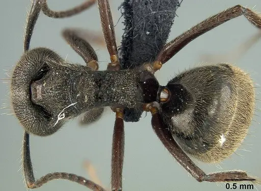 Dolichoderus bispinosus specimen USNMENT01124239 image usnment01124239_1