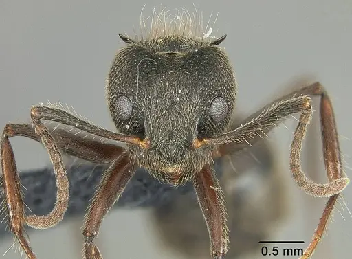 Dolichoderus bispinosus specimen USNMENT01124239 image usnment01124239_2