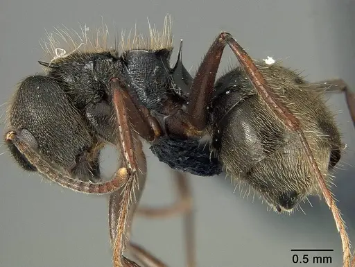 Dolichoderus bispinosus specimen USNMENT01124239 image usnment01124239_3