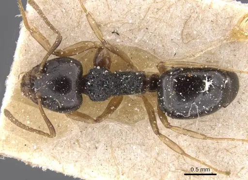 Dolichoderus brevis specimen CASENT0911504 image casent0911504_1