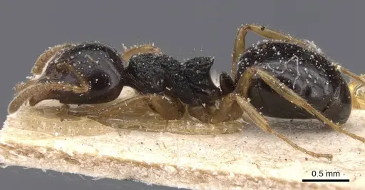 Dolichoderus brevis specimen CASENT0911504 image casent0911504_3
