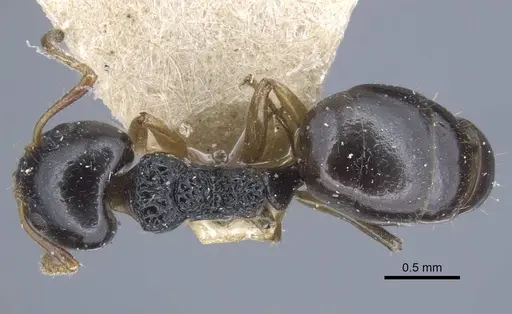 Dolichoderus brevis specimen CASENT0917097 image casent0917097_1