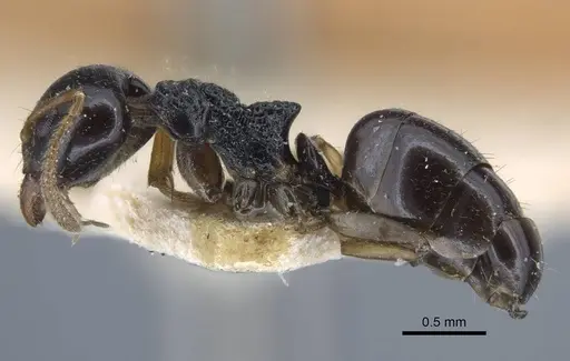 Dolichoderus brevis specimen CASENT0917097 image casent0917097_3