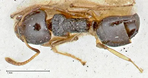Dolichoderus brevis specimen FOCOL2777 image focol2777_1