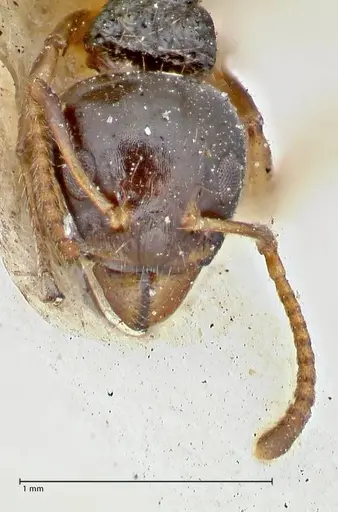 Dolichoderus brevis specimen FOCOL2777 image focol2777_2