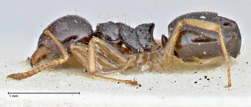 Dolichoderus brevis specimen FOCOL2777 image focol2777_3