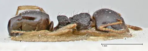 Dolichoderus brevis specimen FOCOL2777 image focol2777_4