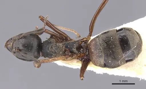 Dolichoderus brevithorax specimen CASENT0911496 image casent0911496_1