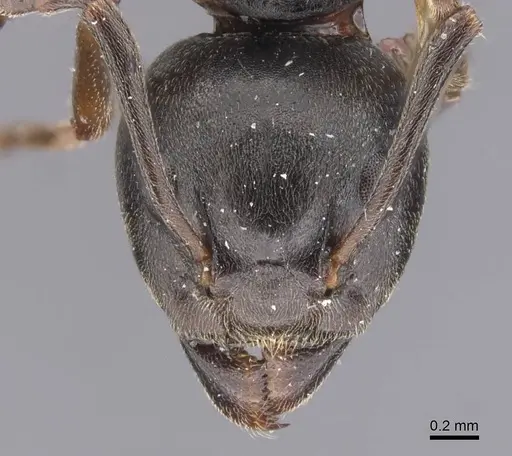 Dolichoderus brevithorax specimen CASENT0911496 image casent0911496_2