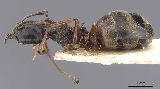Dolichoderus brevithorax specimen CASENT0911496 image casent0911496_3