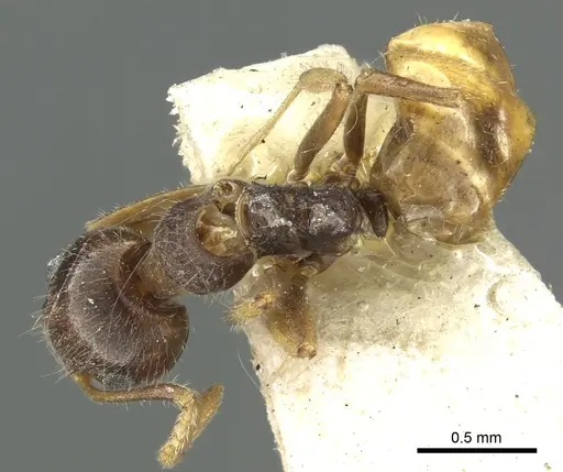 Dolichoderus burmanicus specimen CASENT0902973 image casent0902973_1