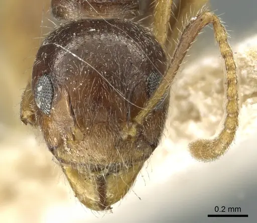 Dolichoderus burmanicus specimen CASENT0902973 image casent0902973_2