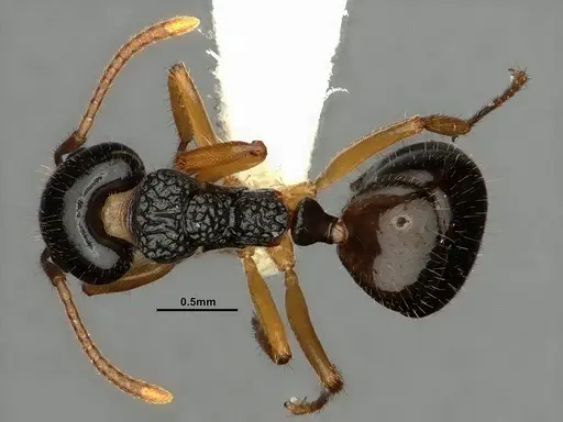 Dolichoderus butteli specimen CASENT0886086 image casent0886086_1