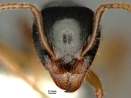 Dolichoderus butteli specimen CASENT0886086 image casent0886086_2