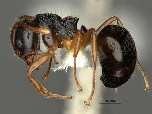 Dolichoderus butteli specimen CASENT0886086 image casent0886086_3
