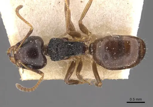 Dolichoderus butteli specimen CASENT0909480 image casent0909480_1