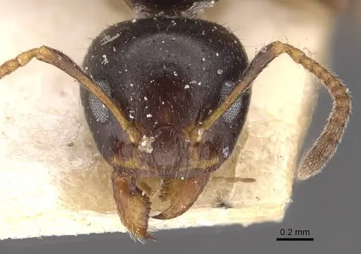 Dolichoderus butteli specimen CASENT0909480 image casent0909480_2
