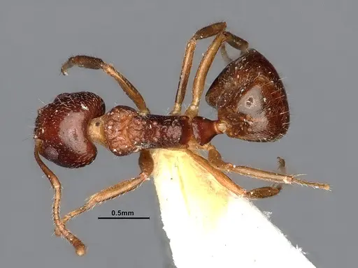 Dolichoderus butteli specimen SMFHYM0005380 image smfhym0005380_1