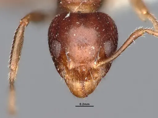 Dolichoderus butteli specimen SMFHYM0005380 image smfhym0005380_2
