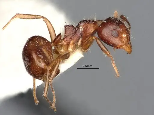 Dolichoderus butteli specimen SMFHYM0005380 image smfhym0005380_3