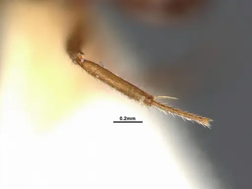 Dolichoderus butteli specimen SMFHYM0005380 image smfhym0005380_4