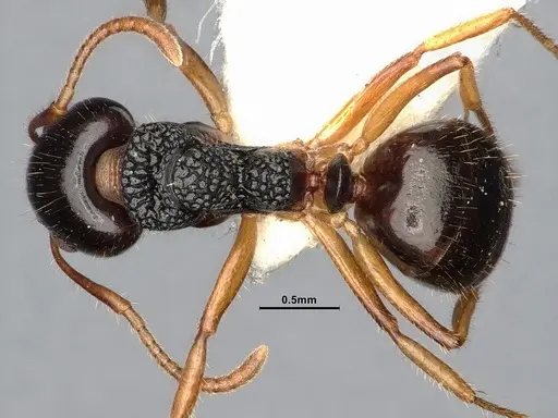 Dolichoderus butteli specimen SMFHYM0008906 image smfhym0008906_1
