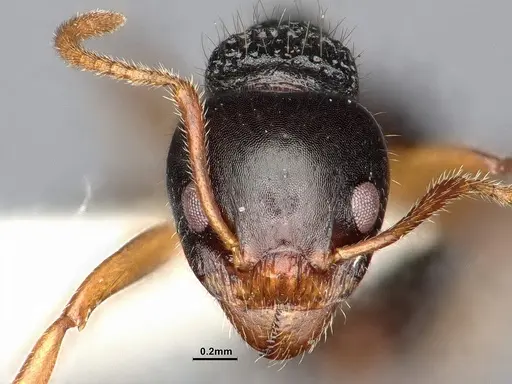 Dolichoderus butteli specimen SMFHYM0008906 image smfhym0008906_2