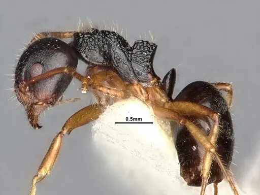 Dolichoderus butteli specimen SMFHYM0008906 image smfhym0008906_3