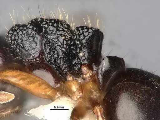 Dolichoderus butteli specimen SMFHYM0008906 image smfhym0008906_4